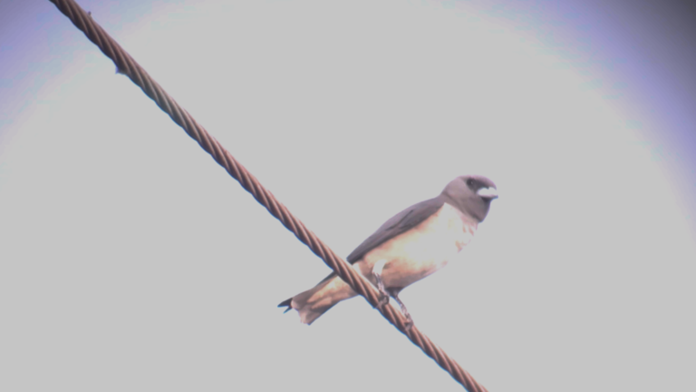 Ashy Woodswallow
