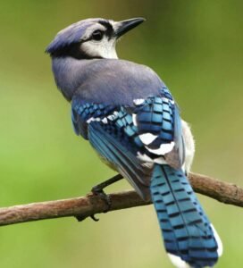 Blue Jay