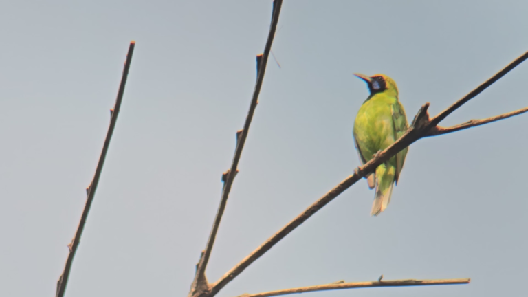 Golden Fronted Leafbird