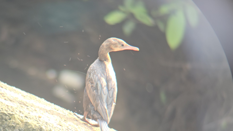 Little cormorant