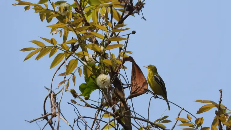 Common Iora