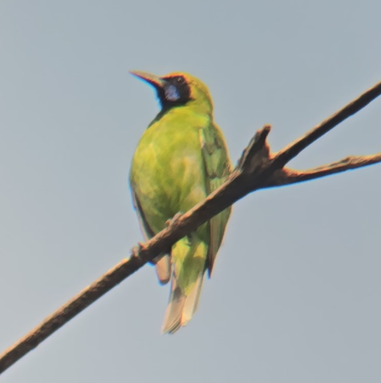 Golden Fronted Leafbird